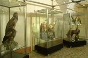 Museo ornitologico